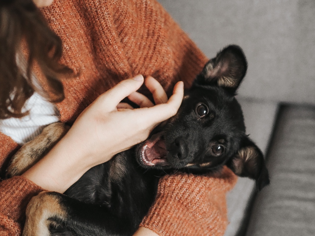 Happy dog in owners arms